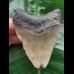 7.1 cm symmetrical tooth from a Megalodon 7.1 cm symmetrical tooth from a Megalodon