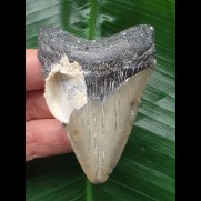 7.1 cm dagger-shaped tooth from a Megalodon with shell remains
