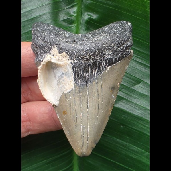 7.1 cm dagger-shaped tooth from a Megalodon with shell remains 7.1 cm dagger-shaped tooth from a Megalodon with shell remains