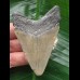 7.1 cm dagger-shaped tooth from a Megalodon with shell remains 7.1 cm dagger-shaped tooth from a Megalodon with shell remains