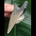 7.1 cm dagger-shaped tooth from a Megalodon with shell remains 7.1 cm dagger-shaped tooth from a Megalodon with shell remains