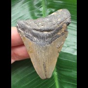 6,5 cm grauer Zahn des Megalodon