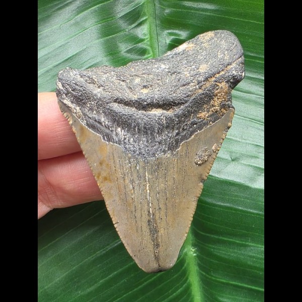 6,5 cm grauer Zahn des Megalodon 6,5 cm grauer Zahn des Megalodon