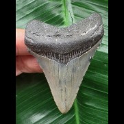 7.1 cm blue Megalodon tooth