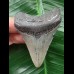 7.1 cm blue Megalodon tooth 7.1 cm blue Megalodon tooth