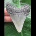 7.1 cm blue Megalodon tooth 7.1 cm blue Megalodon tooth