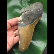 15,5 cm große Zahnfragment des Megalodon mit Seepocke
