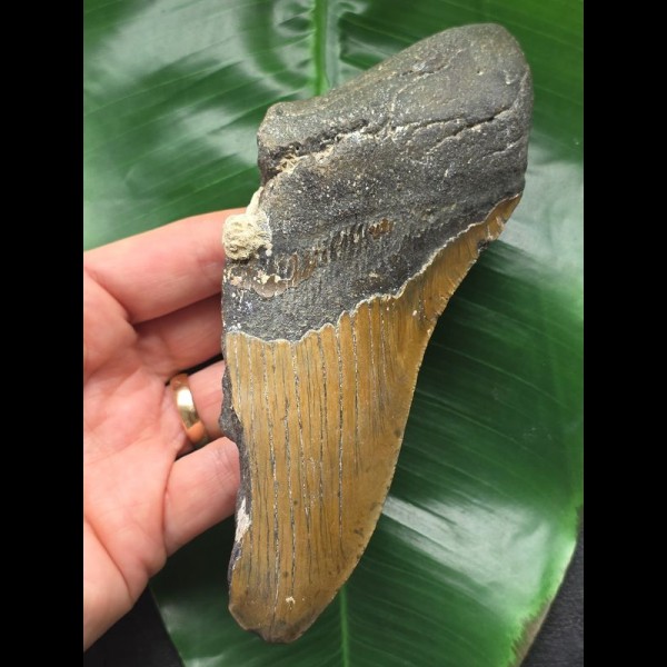 15,5 cm große Zahnfragment des Megalodon mit Seepocke 15,5 cm große Zahnfragment des Megalodon mit Seepocke