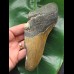 15,5 cm große Zahnfragment des Megalodon mit Seepocke 15,5 cm große Zahnfragment des Megalodon mit Seepocke