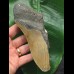 15,5 cm große Zahnfragment des Megalodon mit Seepocke 15,5 cm große Zahnfragment des Megalodon mit Seepocke