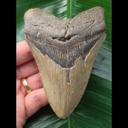 10,9 cm graubrauner Zahn des Megalodon