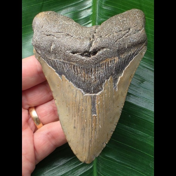 10,9 cm graubrauner Zahn des Megalodon 10,9 cm graubrauner Zahn des Megalodon