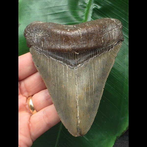 11,4 cm glänzender Zahn des Megalodon 11,4 cm glänzender Zahn des Megalodon