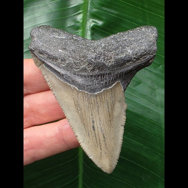 7,9 cm grauer Zahn des Megalodon 7,9 cm grauer Zahn des Megalodon