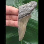 9,8 cm großes Zahnfragment des Megalodon