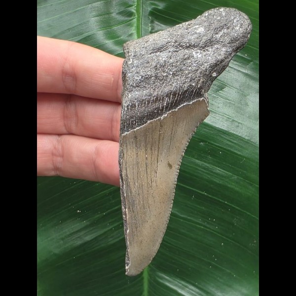 9,8 cm großes Zahnfragment des Megalodon 9,8 cm großes Zahnfragment des Megalodon