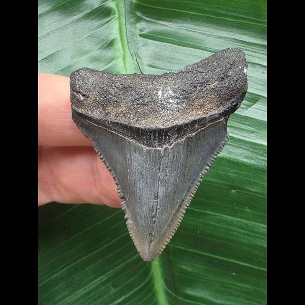 5,2 cm scharfer Zahn des Megalodon 5,2 cm scharfer Zahn des Megalodon