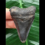 5,5 cm dunkler Zahn des Megalodon