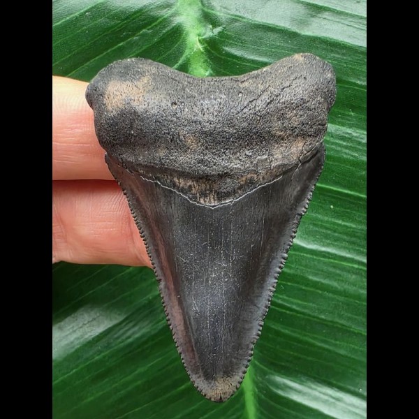 5,5 cm dunkler Zahn des Megalodon 5,5 cm dunkler Zahn des Megalodon
