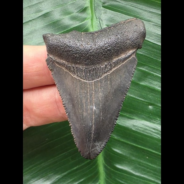 5,5 cm blauer Zahn des Megalodon