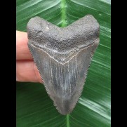 5,6 cm graublauer Zahn des Megalodon