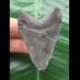 5,6 cm graublauer Zahn des Megalodon