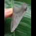 5,6 cm graublauer Zahn des Megalodon