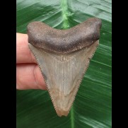 5,3 cm scharfer Zahn des Megalodon