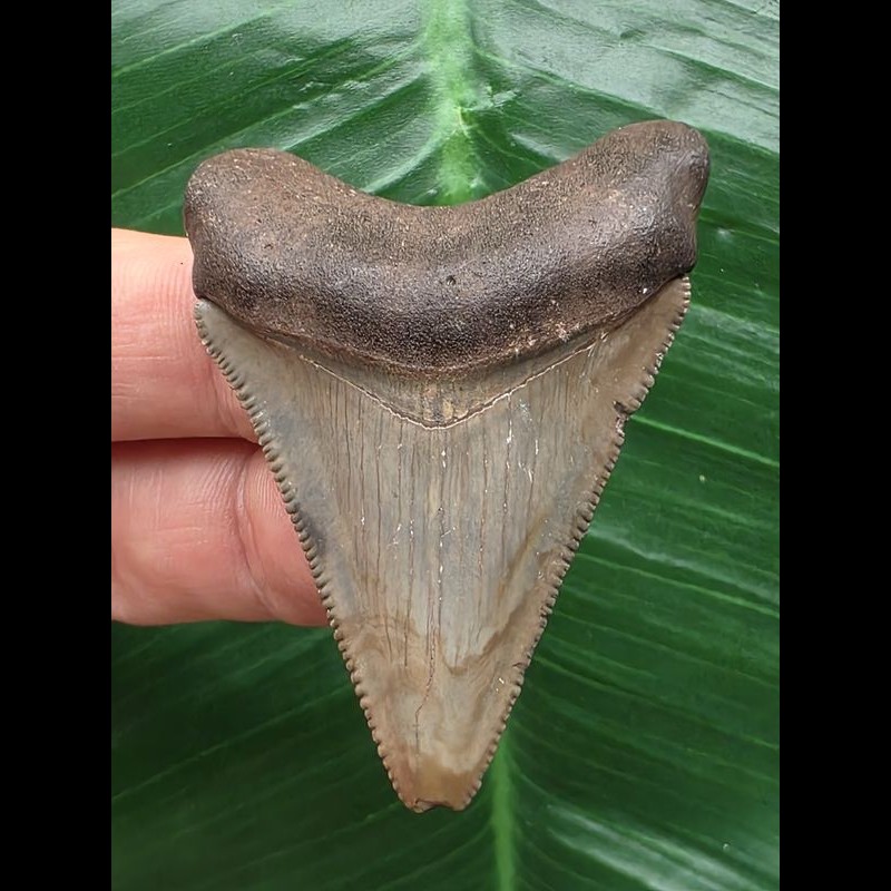 5.3 cm sharp tooth from Megalodon [TZ197]
