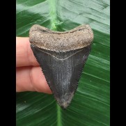 4,7 cm schwarzer Zahn des Megalodon