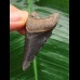 4,7 cm schwarzer Zahn des Megalodon