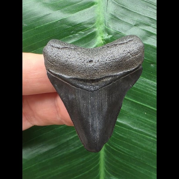 4,7 cm dunkler Zahn des Megalodon 4,7 cm dunkler Zahn des Megalodon