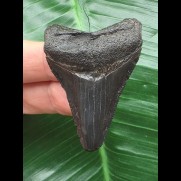 5,3 cm schwarzer Zahn des Megalodon