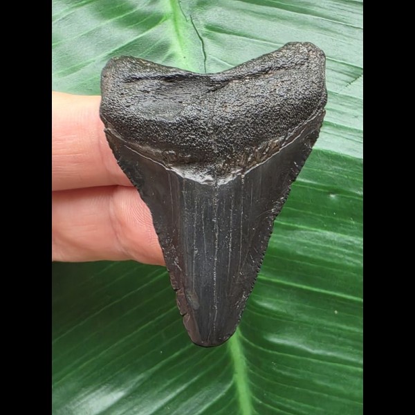 5,3 cm schwarzer Zahn des Megalodon 5,3 cm schwarzer Zahn des Megalodon
