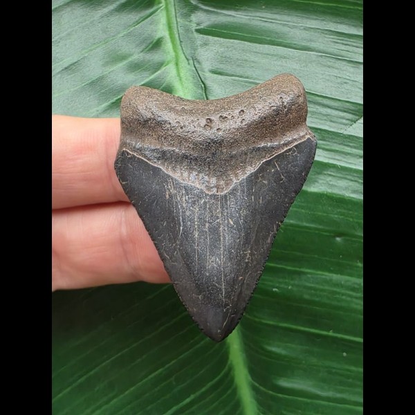 4,8 cm blauer Zahn des Megalodon 4,8 cm blauer Zahn des Megalodon