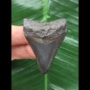 4,9 cm dunkler Zahn des Megalodon