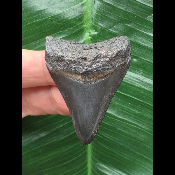 4,9 cm dunkler Zahn des Megalodon 4,9 cm dunkler Zahn des Megalodon
