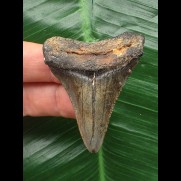 5,3 cm dolchförmiger Zahn des Megalodon