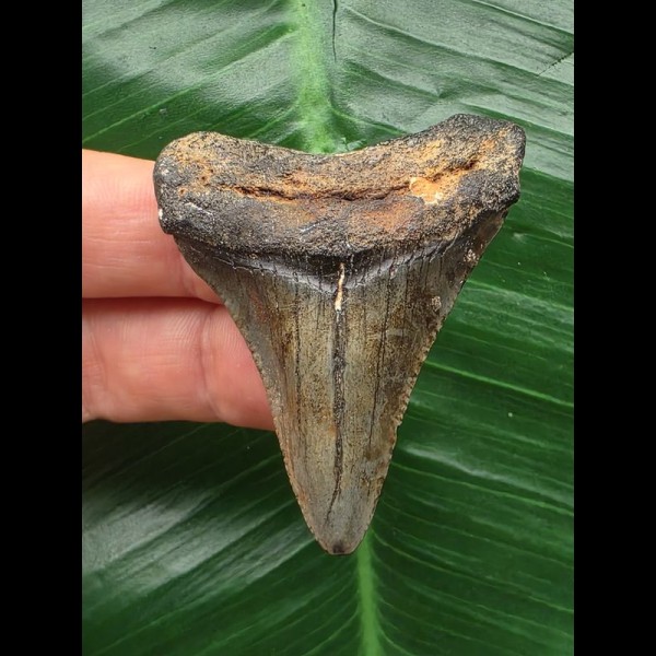 5,3 cm dolchförmiger Zahn des Megalodon 5,3 cm dolchförmiger Zahn des Megalodon