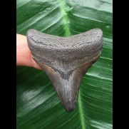 4,8 cm dunkler Zahn des Megalodon