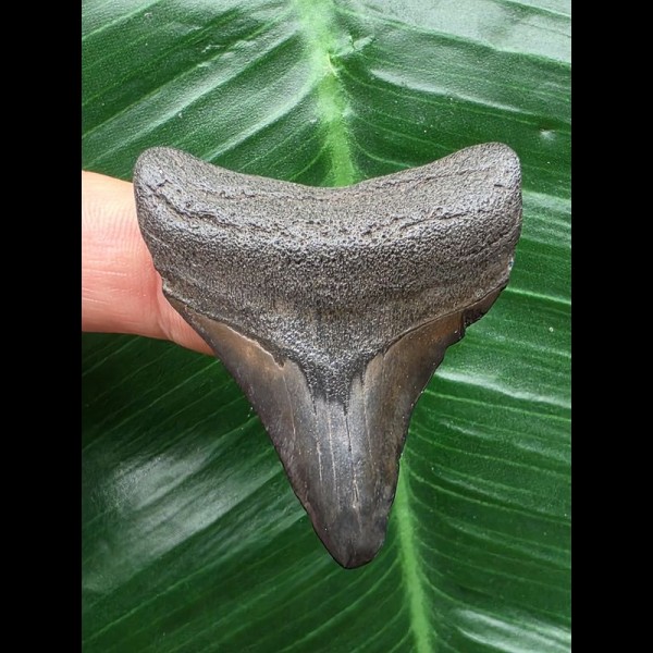 4,8 cm dunkler Zahn des Megalodon 4,8 cm dunkler Zahn des Megalodon
