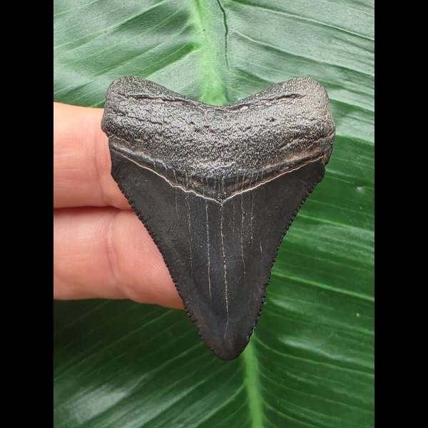 4,4 cm schwarzer Zahn des Megalodon
