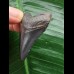 4,4 cm schwarzer Zahn des Megalodon