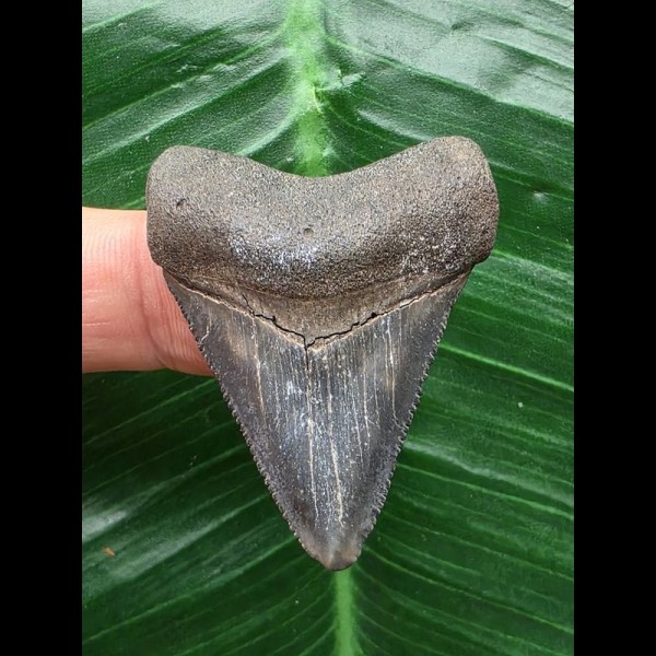 4,4 cm blauer Zahn des Megalodon mit massiver Wurzel 4,4 cm blauer Zahn des Megalodon mit massiver Wurzel