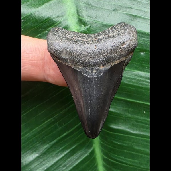 4,3 cm dunkler Zahn des Megalodon 4,3 cm dunkler Zahn des Megalodon