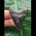 4,3 cm dunkler Zahn des Megalodon 4,3 cm dunkler Zahn des Megalodon