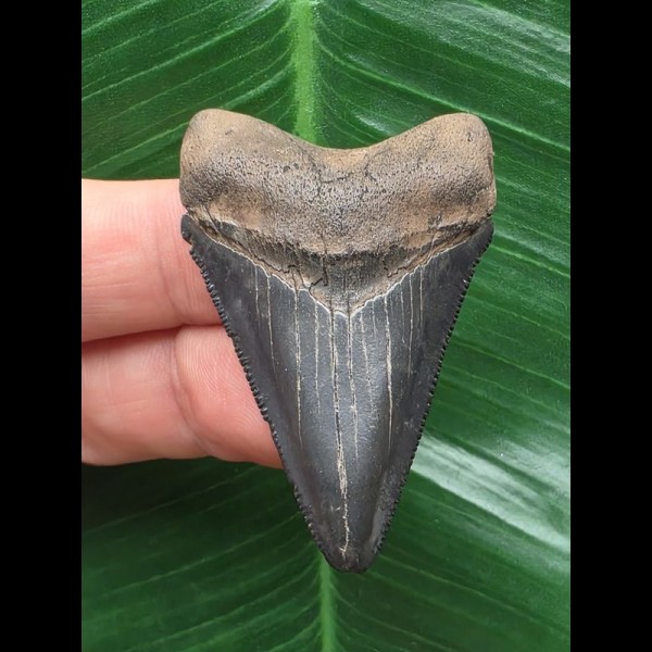 4,9 cm dolchförmiger Zahn des Megalodon 4,9 cm dolchförmiger Zahn des Megalodon