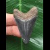 4,9 cm dolchförmiger Zahn des Megalodon 4,9 cm dolchförmiger Zahn des Megalodon