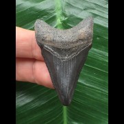 5,0 cm graublauer Zahn des Megalodon