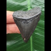 5,0 cm dunkler Zahn des Megalodon